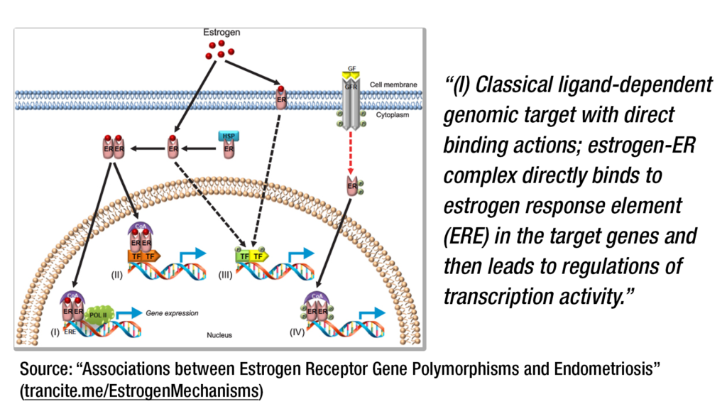 estrogen-mechanisms