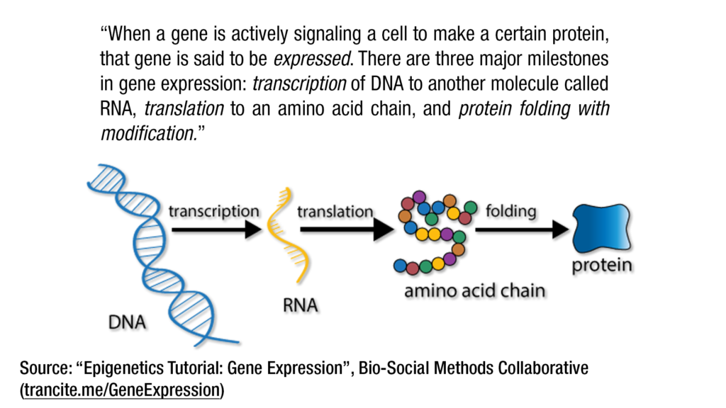 gene-expression-to-proteins